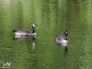 Canada Goose - Gęś Kanadyjska